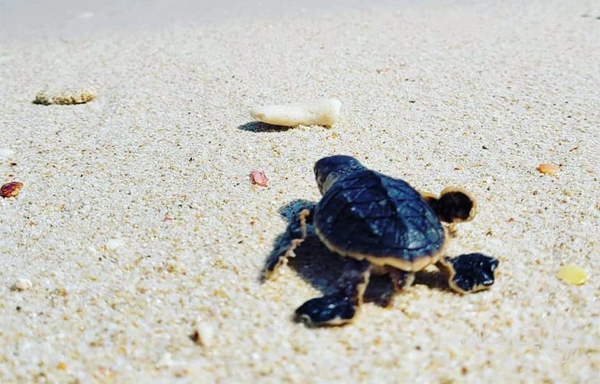 ساحل لاکپشت ها از جاذبه های گردشگری هرمز